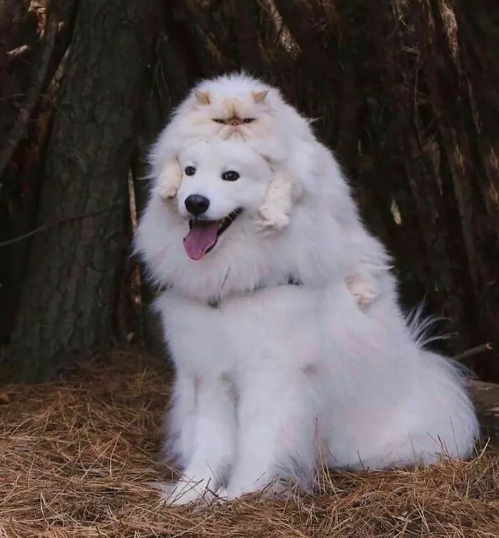 50 Animals Doing Whatever They Like, As Shared On This Instagram Account (New Pics)