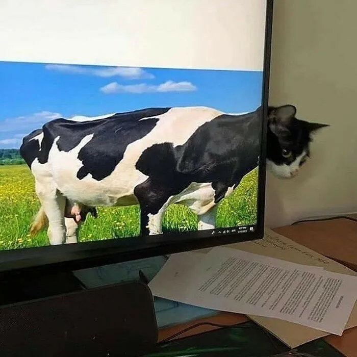 50 Animals Doing Whatever They Like, As Shared On This Instagram Account (New Pics)
