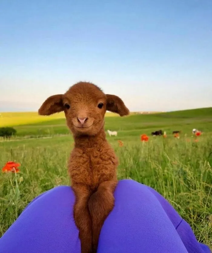 50 Animales haciendo lo que les da la gana (Nuevas fotos)