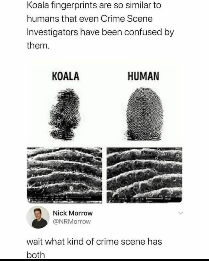 Creative Writing Prompt. Tell A Short Story, In The Comments, Of A Crimescene With Both Koala Prints And Human Prints