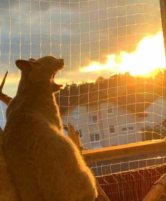 "I Want To Leave" Is Pretty Much The Weirdest Instagram Account, And Here Are 50 Pictures To Prove It (New Pics)