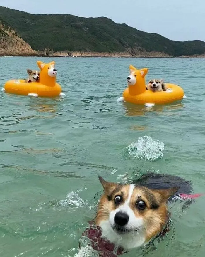 50 Animales haciendo lo que les da la gana (Nuevas fotos)