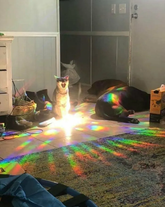 50 Animales haciendo lo que les da la gana (Nuevas fotos)
