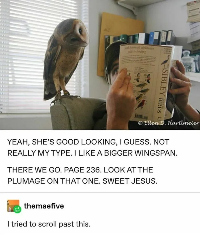 Hoooo Is That?