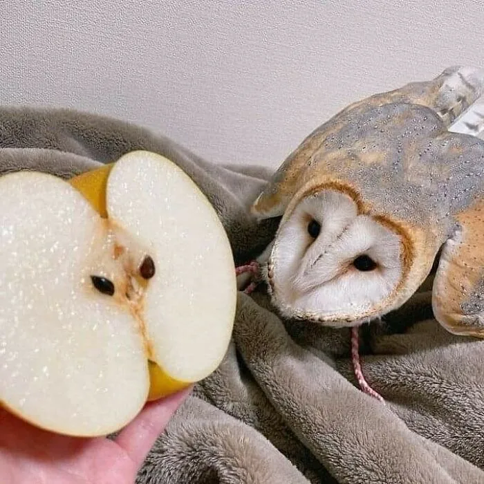 50 Animales haciendo lo que les da la gana (Nuevas fotos)