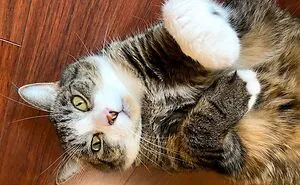 Hey Pandas, Post A Picture Of The Cutest Pet (Closed)
