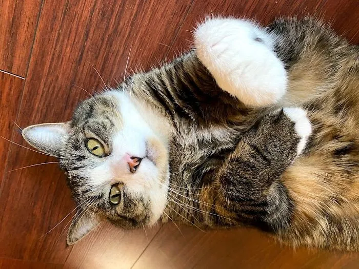 Teddy White Paw