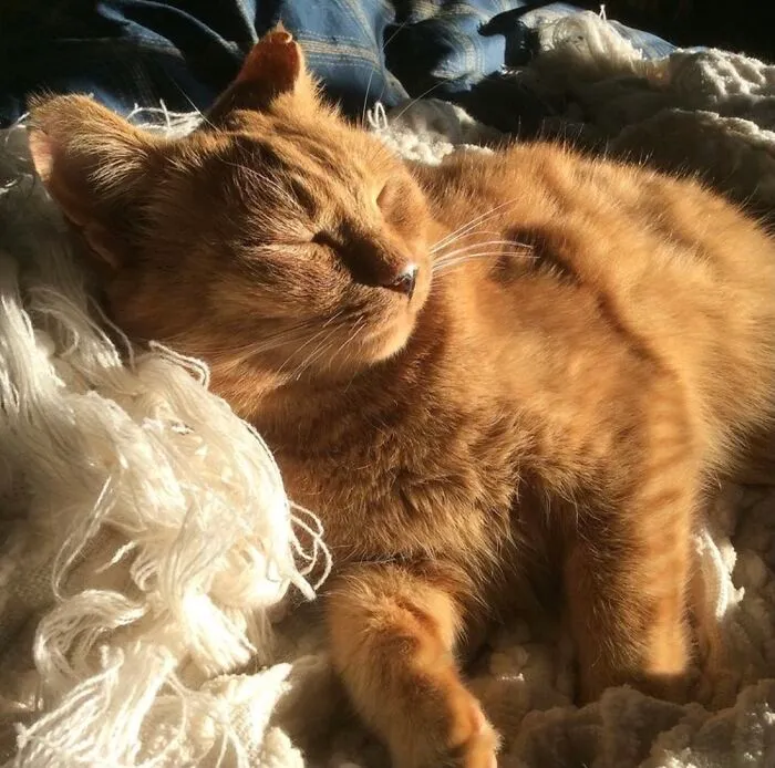 Charlie In The Winter Sun.