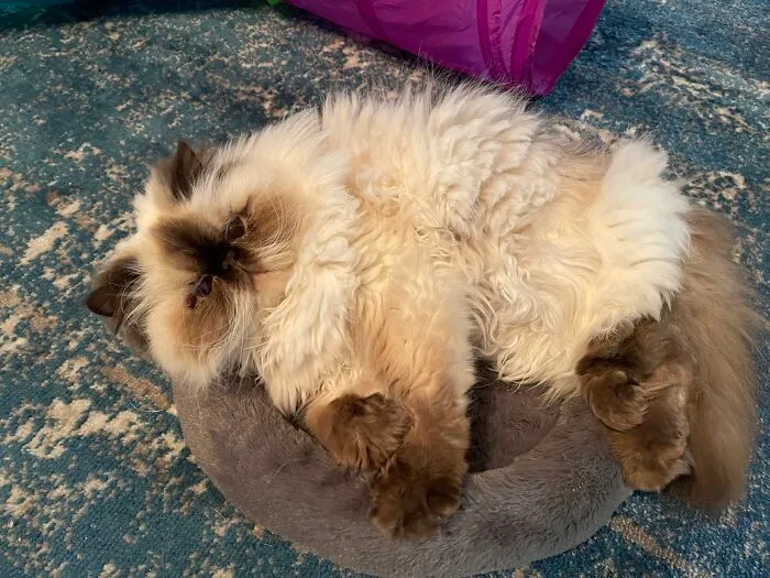 I Need A Bigger Bed Please