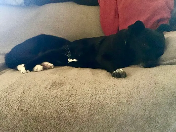 Maddie (Named After Marty Brøderbund, And  Arlette A Serial Snuggle Smuggler. Named After The Woman Who Sings The National Anthem At Devils Home Games).