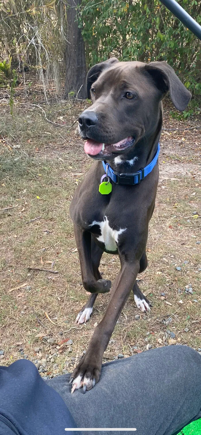 Our Dog Rollie!