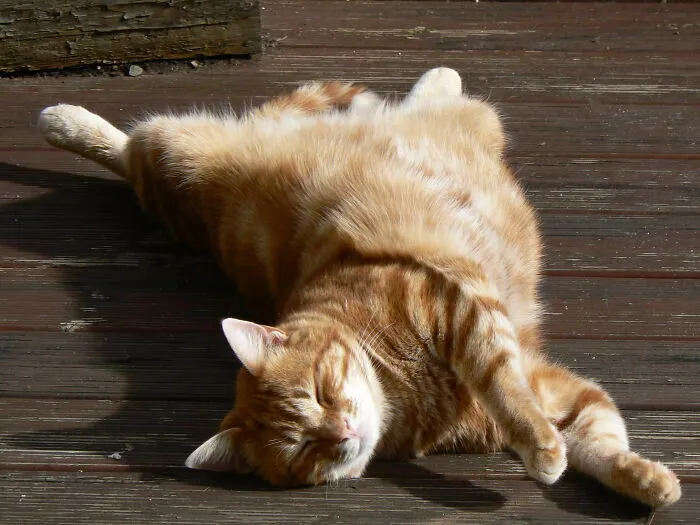 Ingwer Sunbathing