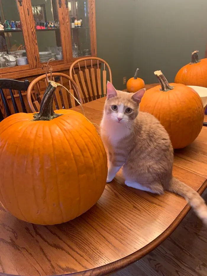 This Is Toulouse! He Likes Squash A Lot And Loves To Play. He’s Not One For Cuddles Most Of The Time, But He Does Enjoy A Good Head Scratch!