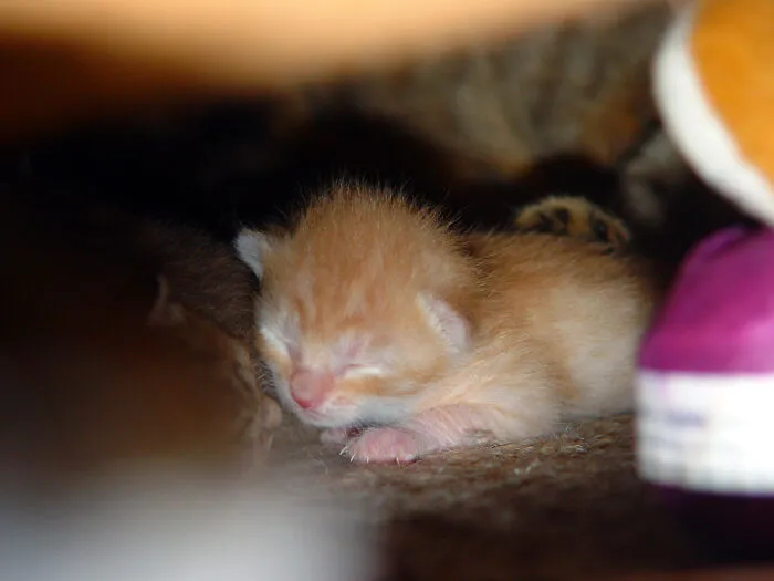 Baby Ginga Needs His Sleep.