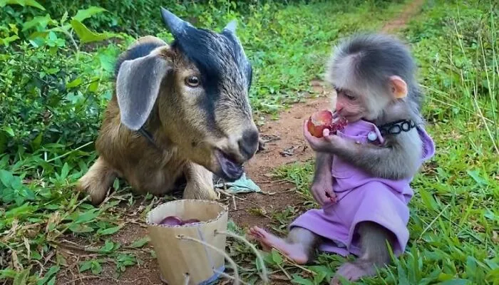 Rescued Indonesian Monkey Makes Friends Everywhere She Goes, And The Internet Loves It (35 Pics)