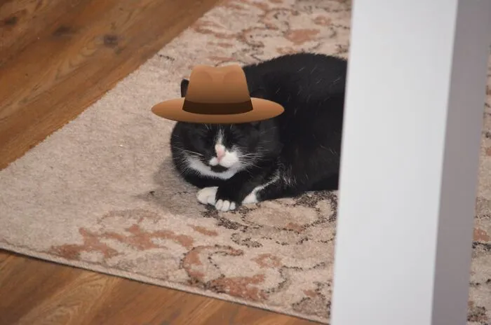 Rex The Cat