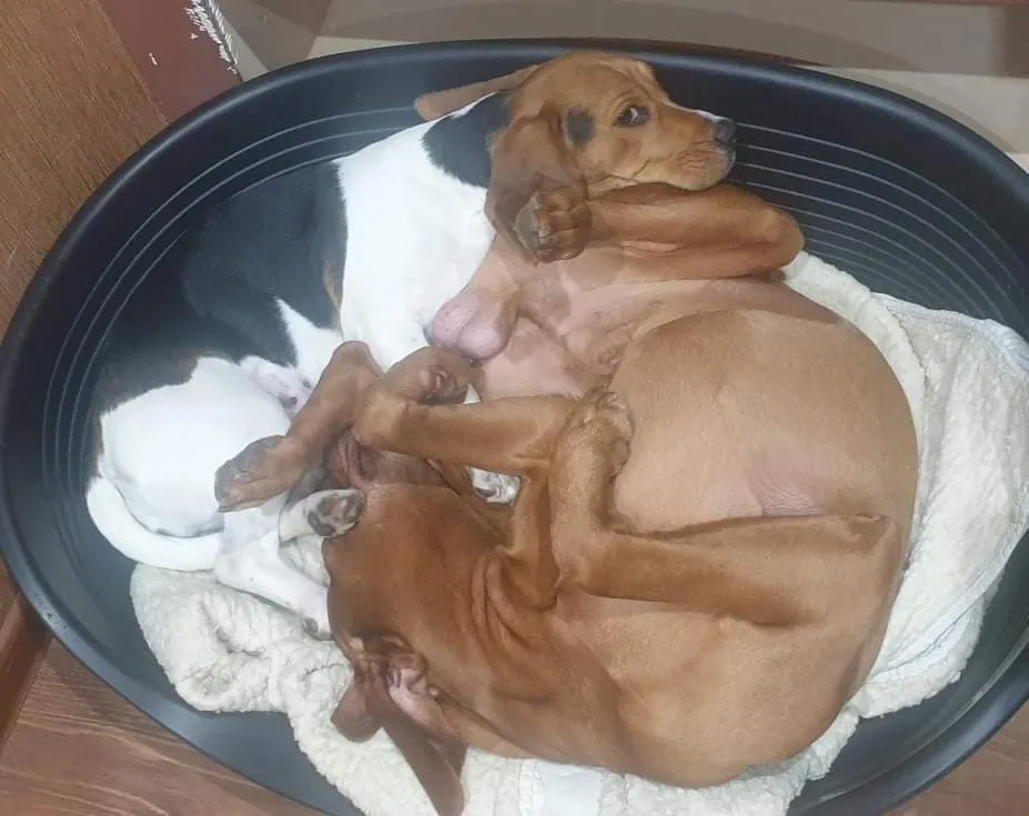Hey, Let's Post Extremely Confusing Pictures Of Our Pets