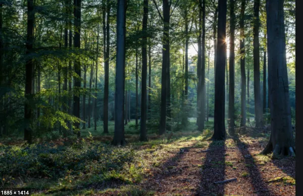 Hey Pandas, Find The Creepiest Photos Of Nature!