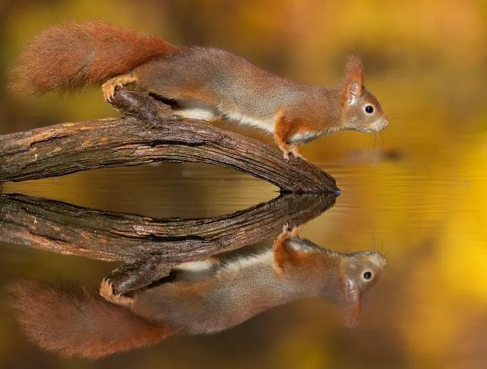 I Capture Beautiful Moments In Wildlife, Here Are My 30 Recent Photos