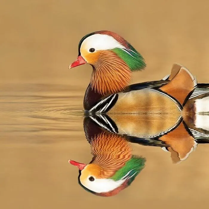 I Capture Beautiful Moments In Wildlife, Here Are My 30 Recent Photos