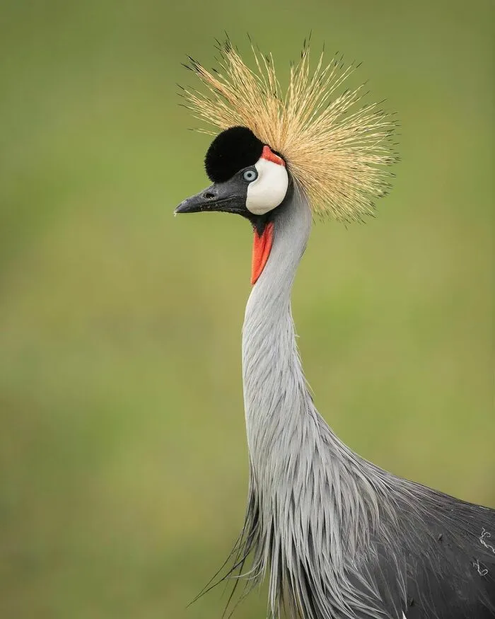 I Capture Beautiful Moments In Wildlife, Here Are My 30 Recent Photos