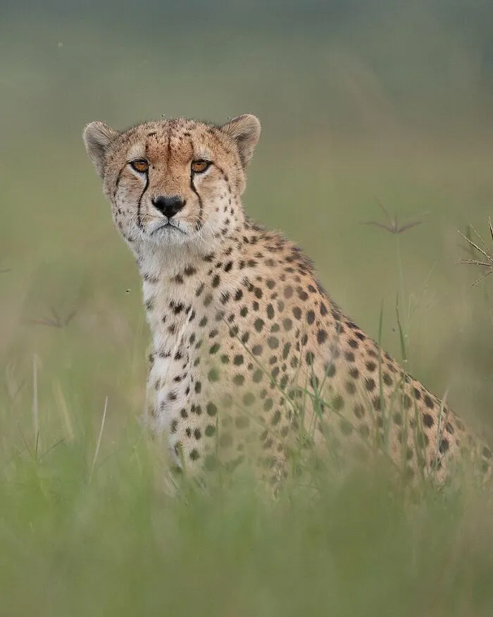 I Capture Beautiful Moments In Wildlife, Here Are My 30 Recent Photos