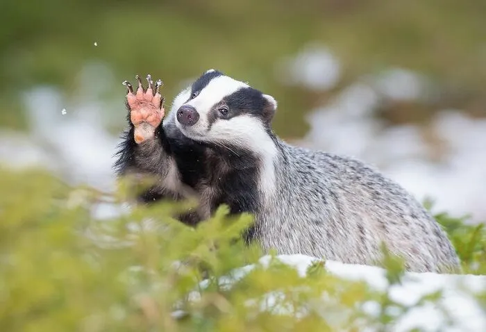 I Capture Beautiful Moments In Wildlife, Here Are My 30 Recent Photos
