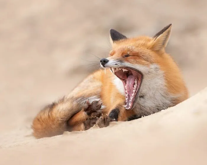 I Capture Beautiful Moments In Wildlife, Here Are My 30 Recent Photos