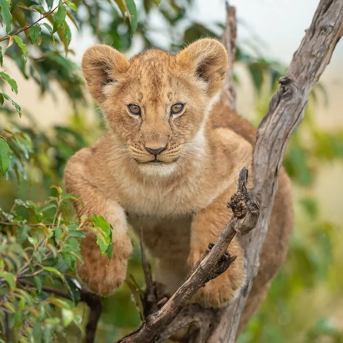 I Capture Beautiful Moments In Wildlife, Here Are My 30 Recent Photos