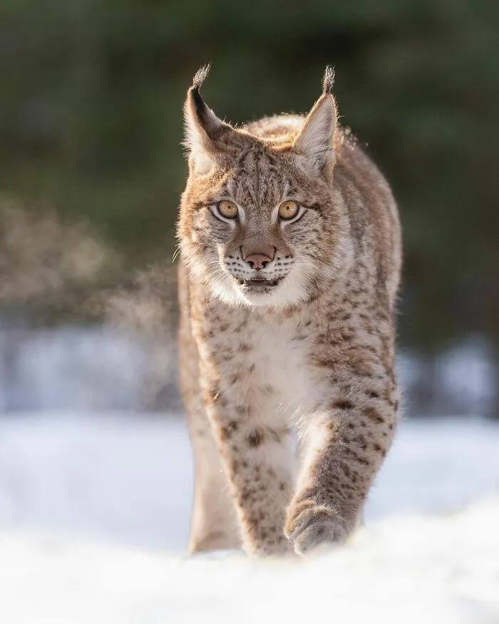 I Capture Beautiful Moments In Wildlife, Here Are My 30 Recent Photos