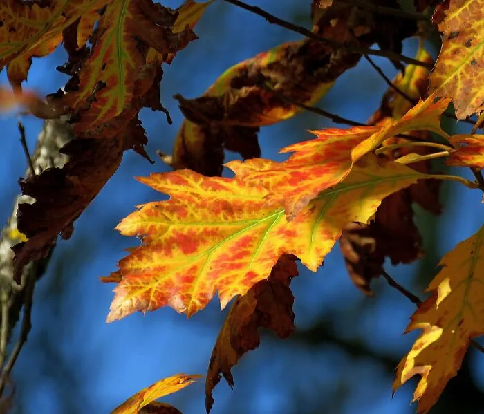 Fall Colors