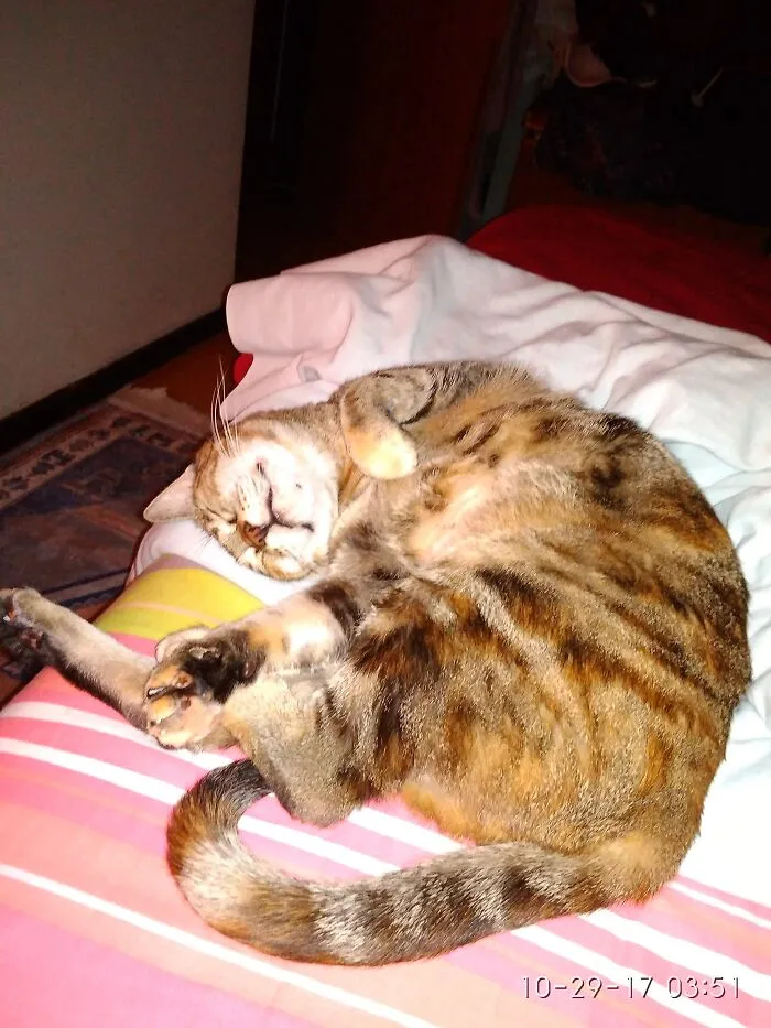 Princess Leia Sleeps-A-Lot