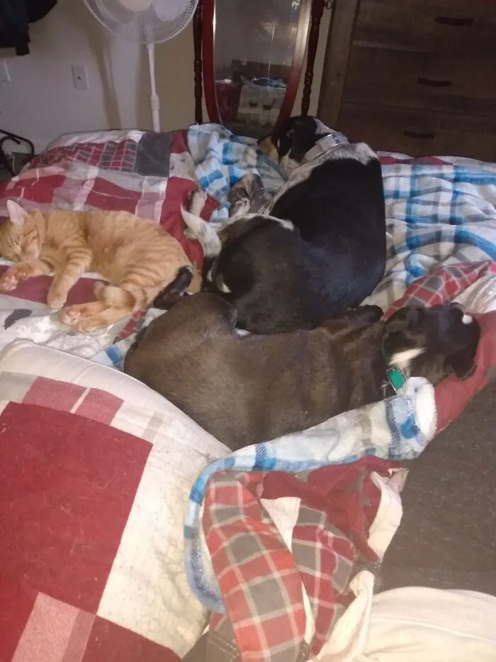 The Gangs All Here