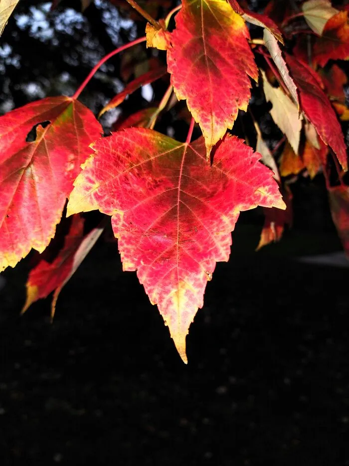 Maple / Iowa