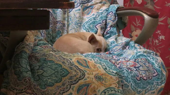 Little Duchess Decided My Desk Chair Was Perfect To Jump Up In And Las Letting Me Know She Wasn't Moving.
