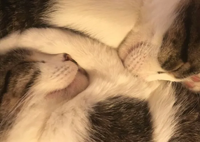 I Should Have Called Them Yin & Yang