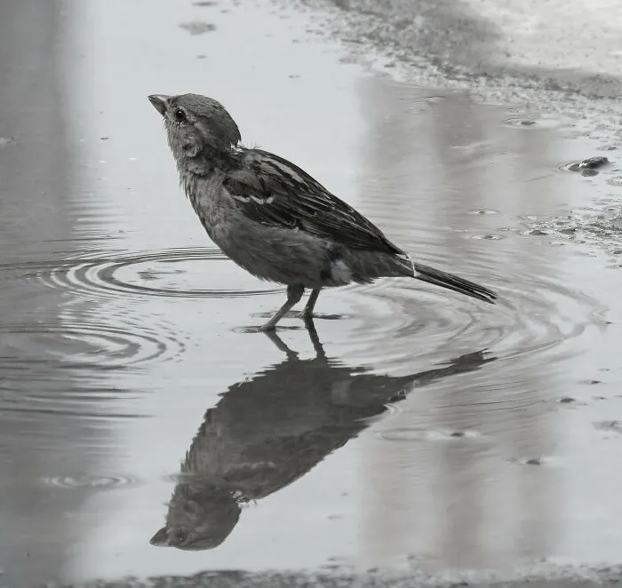 "Drop Of Soul And A Beak" 🥰