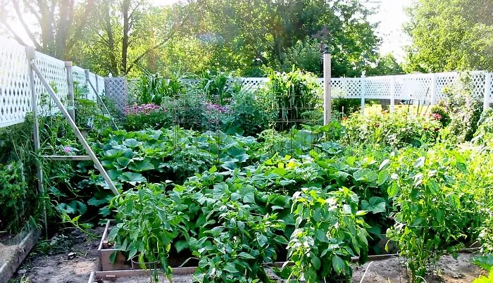My Garden