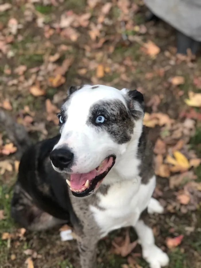My Dog - Blue