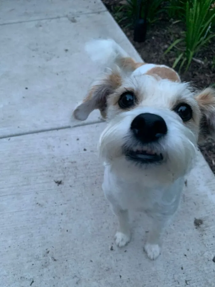 Little Zoomie.