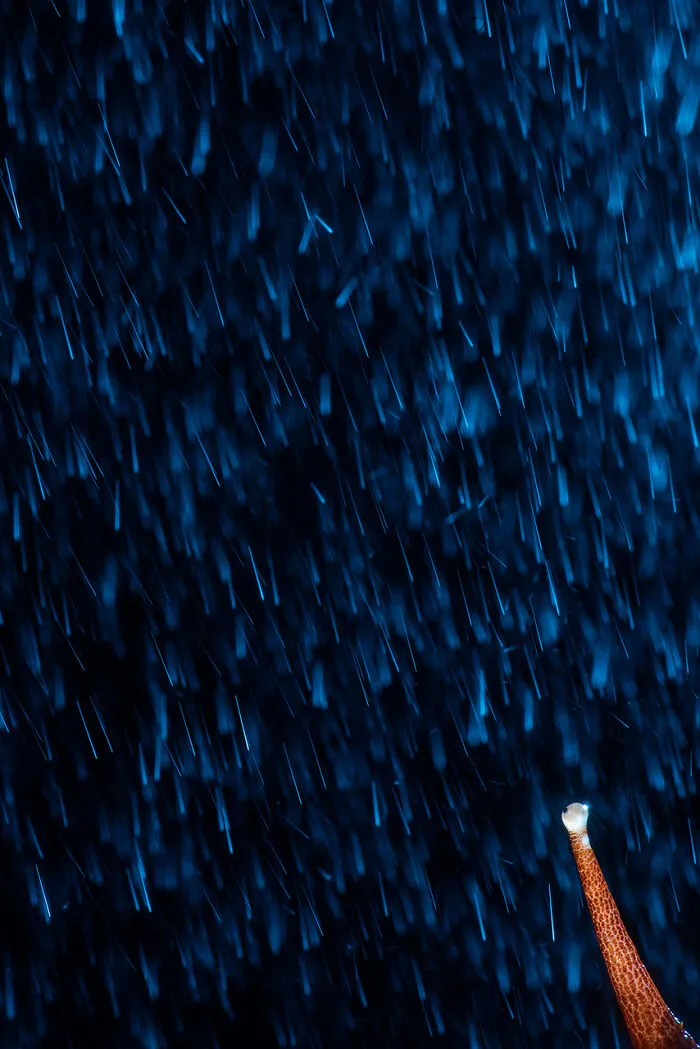 Something In The Rain