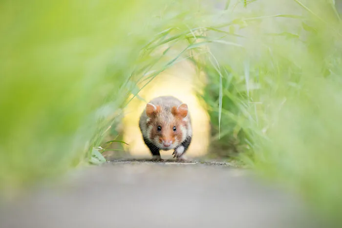 Hamster Wheel Of Life