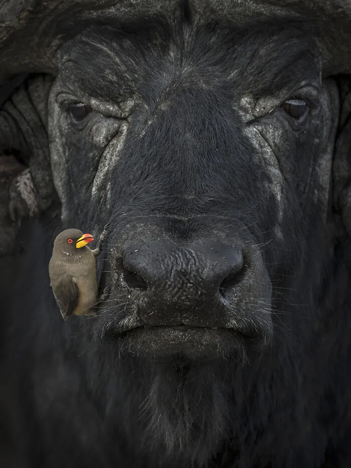 Pay Through The Nose