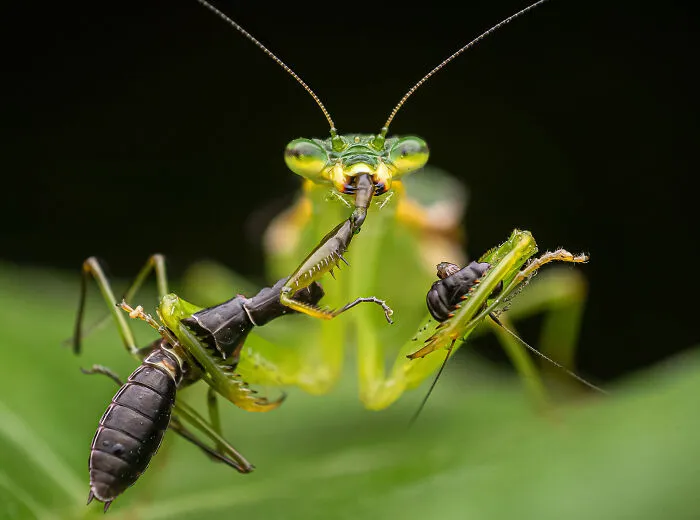 Nose-To-Tail Diet