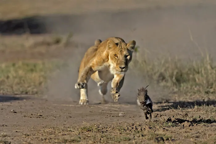 Cut To The Chase
