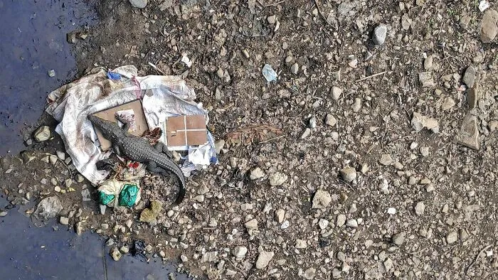 Plastic Island