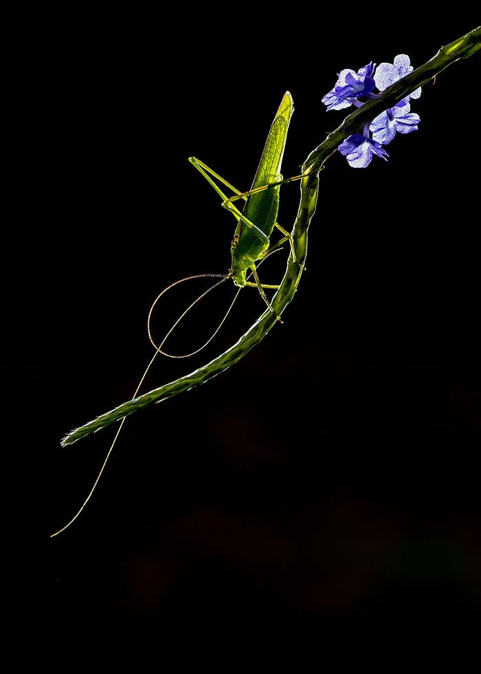 Hop Into The Limelight