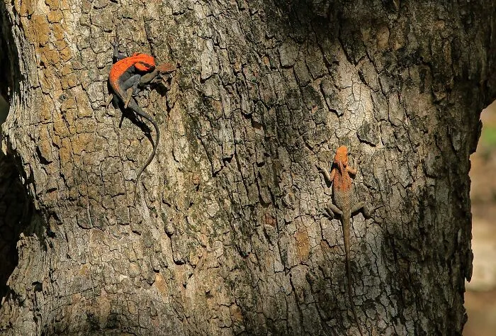 Love Is Orange