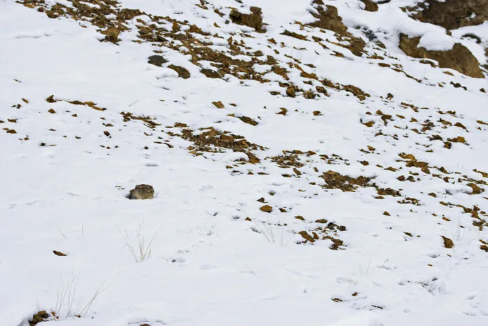 Wool In The Snow