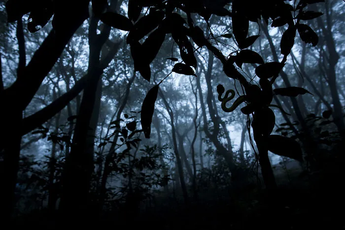 A Hiss In The Canopy